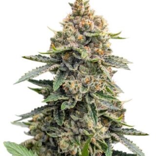 Сорт Grease Monkey Autoflower fem (Easy Grow Seeds)