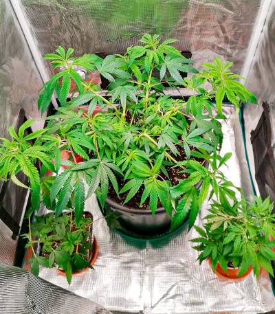 Сорт Leisure Zoot Larry fem (Dr. Krippling Seeds) Сорт Leisure Zoot Larry fem (Dr. Krippling Seeds) — изображение 4