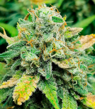 Сорт Leisure Zoot Larry fem (Dr. Krippling Seeds) Сорт Leisure Zoot Larry fem (Dr. Krippling Seeds) — изображение 3
