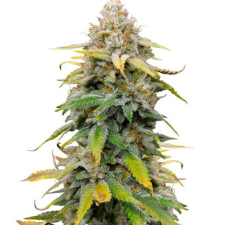 Сорт Leisure Zoot Larry fem (Dr. Krippling Seeds)