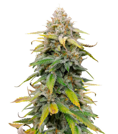 Сорт Leisure Zoot Larry fem (Dr. Krippling Seeds) Сорт Leisure Zoot Larry fem (Dr. Krippling Seeds)