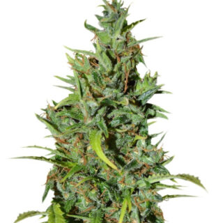 Сорт Neville Haze Ryder Auto fem (World of Seeds) Сорт Neville Haze Ryder Auto fem (World of Seeds)