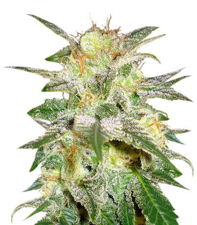 Сорт New York 47 fem (World of Seeds) Сорт New York 47 fem (World of Seeds)