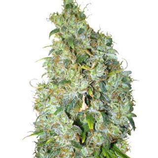 Сорт Northern Light X Skunk fem (World of Seeds) Сорт Northern Light X Skunk fem (World of Seeds)