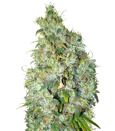 Сорт Northern Light X Skunk fem (World of Seeds) Сорт Northern Light X Skunk fem (World of Seeds)
