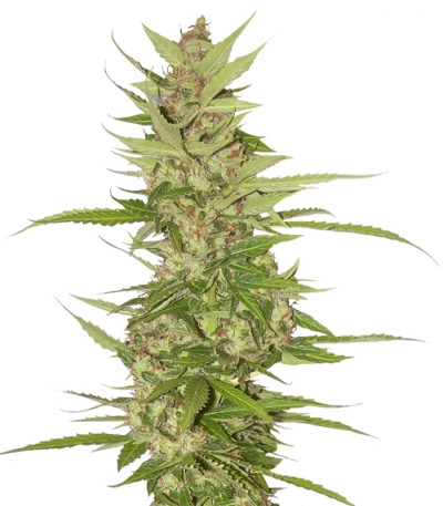 Сорт Northern Light X Big Bud fem (World of Seeds) Сорт Northern Light X Big Bud fem (World of Seeds)