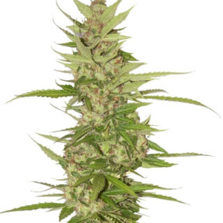 Сорт Northern Lights x Big Bud Auto fem (World of Seeds) Сорт Northern Lights x Big Bud Auto fem (World of Seeds)