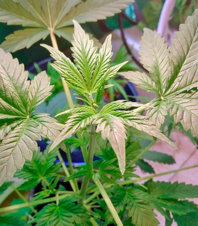 Сорт Northern Light X Big Bud fem (World of Seeds) Сорт Northern Light X Big Bud fem (World of Seeds) — изображение 5