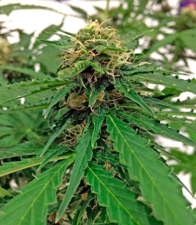 Сорт Northern Light X Skunk fem (World of Seeds) Сорт Northern Light X Skunk fem (World of Seeds) — изображение 3