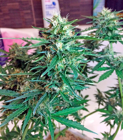 Сорт Northern Light X Skunk fem (World of Seeds) Сорт Northern Light X Skunk fem (World of Seeds) — изображение 4