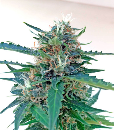 Сорт Northern Light X Skunk fem (World of Seeds) Сорт Northern Light X Skunk fem (World of Seeds) — изображение 5