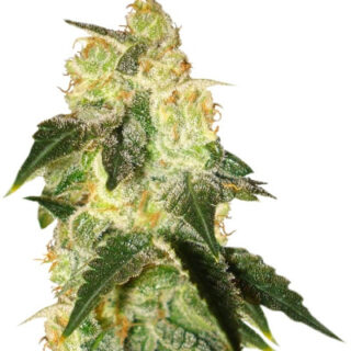 Сорт Pakistan Ryder Auto fem (World of Seeds) Сорт Pakistan Ryder Auto fem (World of Seeds)