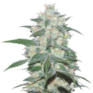 Сорт Pakistan Valley fem (World of Seeds) Сорт Pakistan Valley fem (World of Seeds)