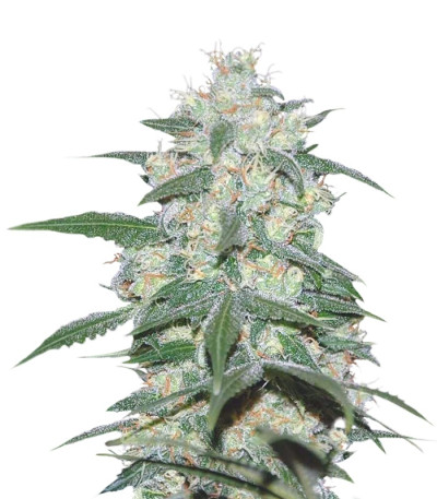 Сорт Pakistan Valley fem (World of Seeds) Сорт Pakistan Valley fem (World of Seeds)