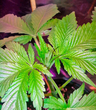Сорт Pakistan Valley fem (World of Seeds) Сорт Pakistan Valley fem (World of Seeds) — изображение 4