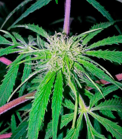 Сорт Pakistan Valley fem (World of Seeds) Сорт Pakistan Valley fem (World of Seeds) — изображение 5