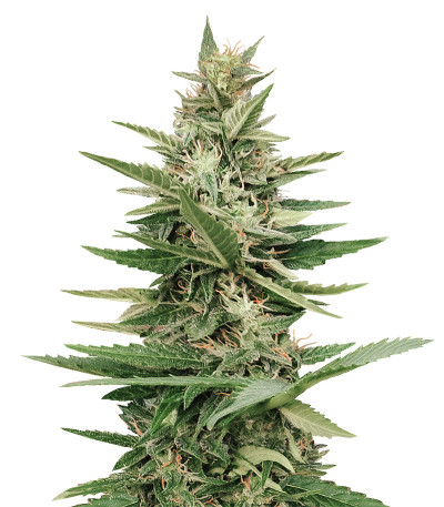 Сорт Purple Haze Auto fem (Original Sensible Seeds) Сорт Purple Haze Auto fem (Original Sensible Seeds)