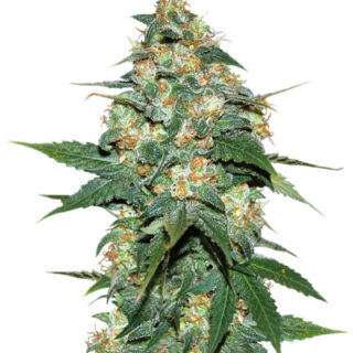 Сорт Skunk 47 fem (World of Seeds) Сорт Skunk 47 fem (World of Seeds)