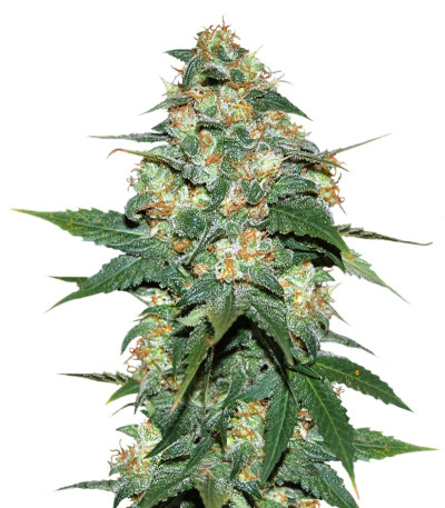 Сорт Skunk 47 fem (World of Seeds) Сорт Skunk 47 fem (World of Seeds)