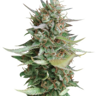 Сорт Strawberry Blue fem (World of Seeds) Сорт Strawberry Blue fem (World of Seeds)