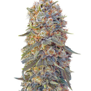 Сорт Sweet Critical fem (00 Seeds) Сорт Sweet Critical fem (00 Seeds)