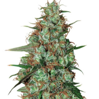 Сорт Wild Thailand Ryder Auto fem (World of Seeds) Сорт Wild Thailand Ryder Auto fem (World of Seeds)