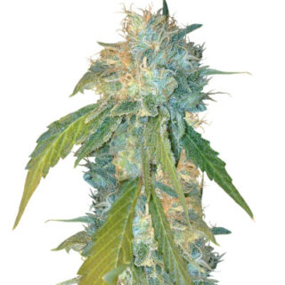 Сорт Yumbolt 47 fem (World of Seeds) Сорт Yumbolt 47 fem (World of Seeds)
