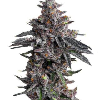 Сорт Zillions fem (Barney's Farm) Сорт Zillions fem (Barney's Farm)